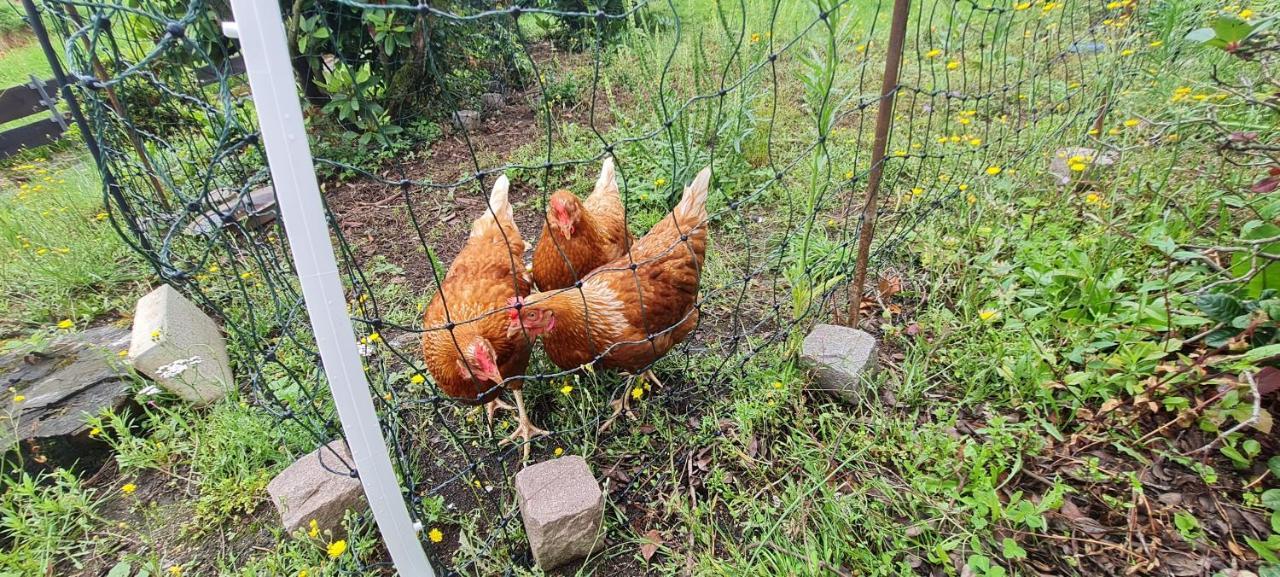 Ferienwohnung Im Gruenen Heppenheim  Esterno foto